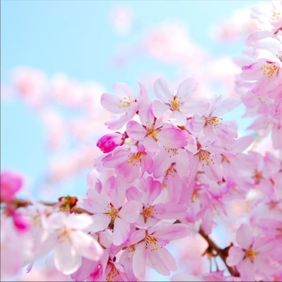 Meet your Posher, Cecilia - Picture 1 of 1